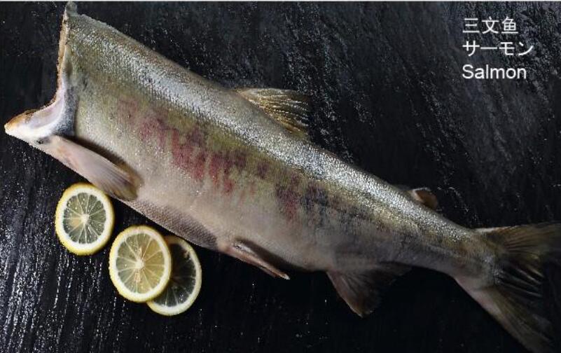 三文魚(yú)